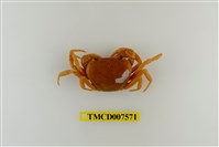 藏品(蔡氏澤蟹)的圖片